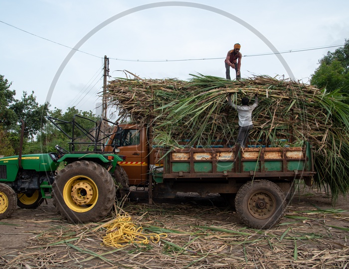 Farmers load sugarcane crop on to trucks