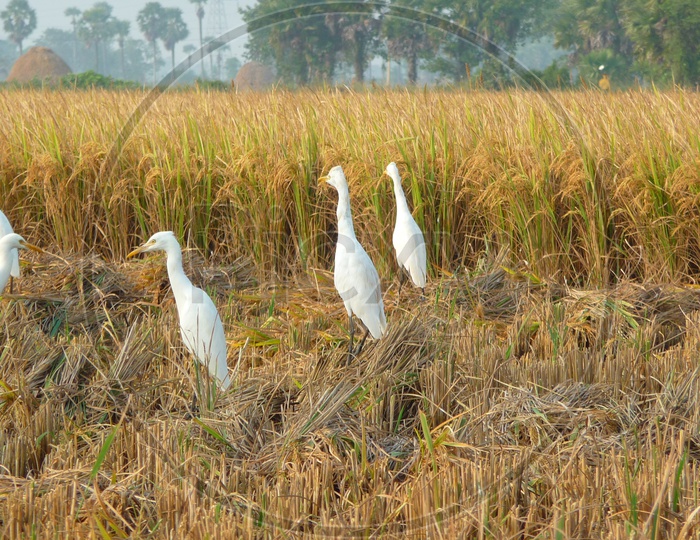 Cranes in Agriculture Fields