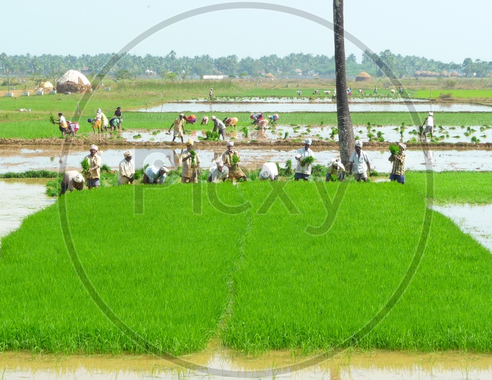 Farmers working in Lush Green Paddy Field