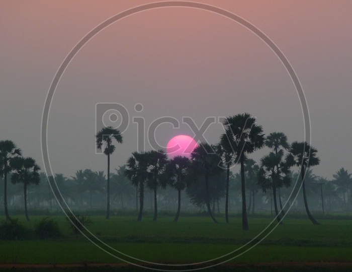 Sunrise over paddy fields