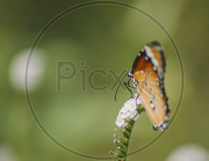 Macro shot of a butterfly.