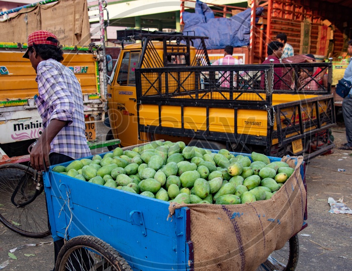 Transporting Mangoes at fruit market