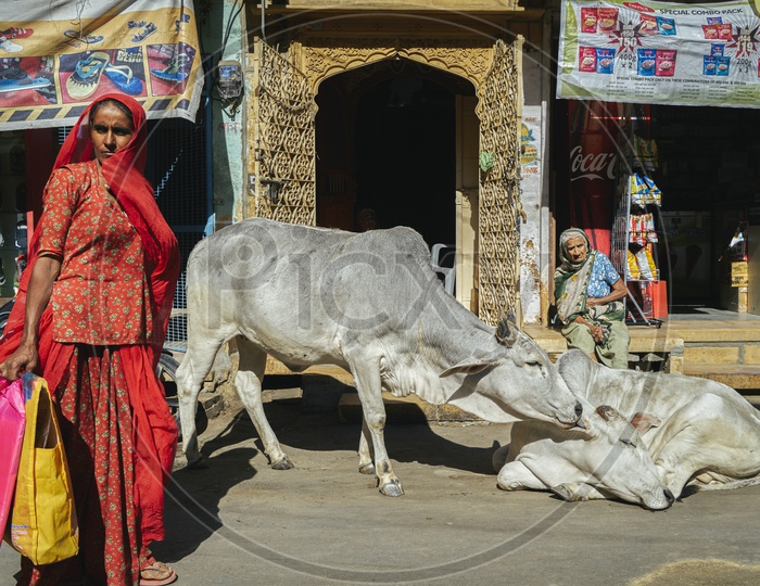 Cows of Rajasthan