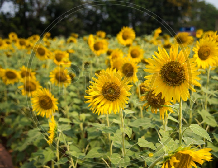 Sunflowers at Indira Park