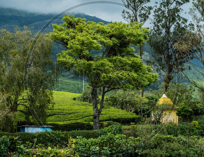 Get lost in lush greenery of Munnar