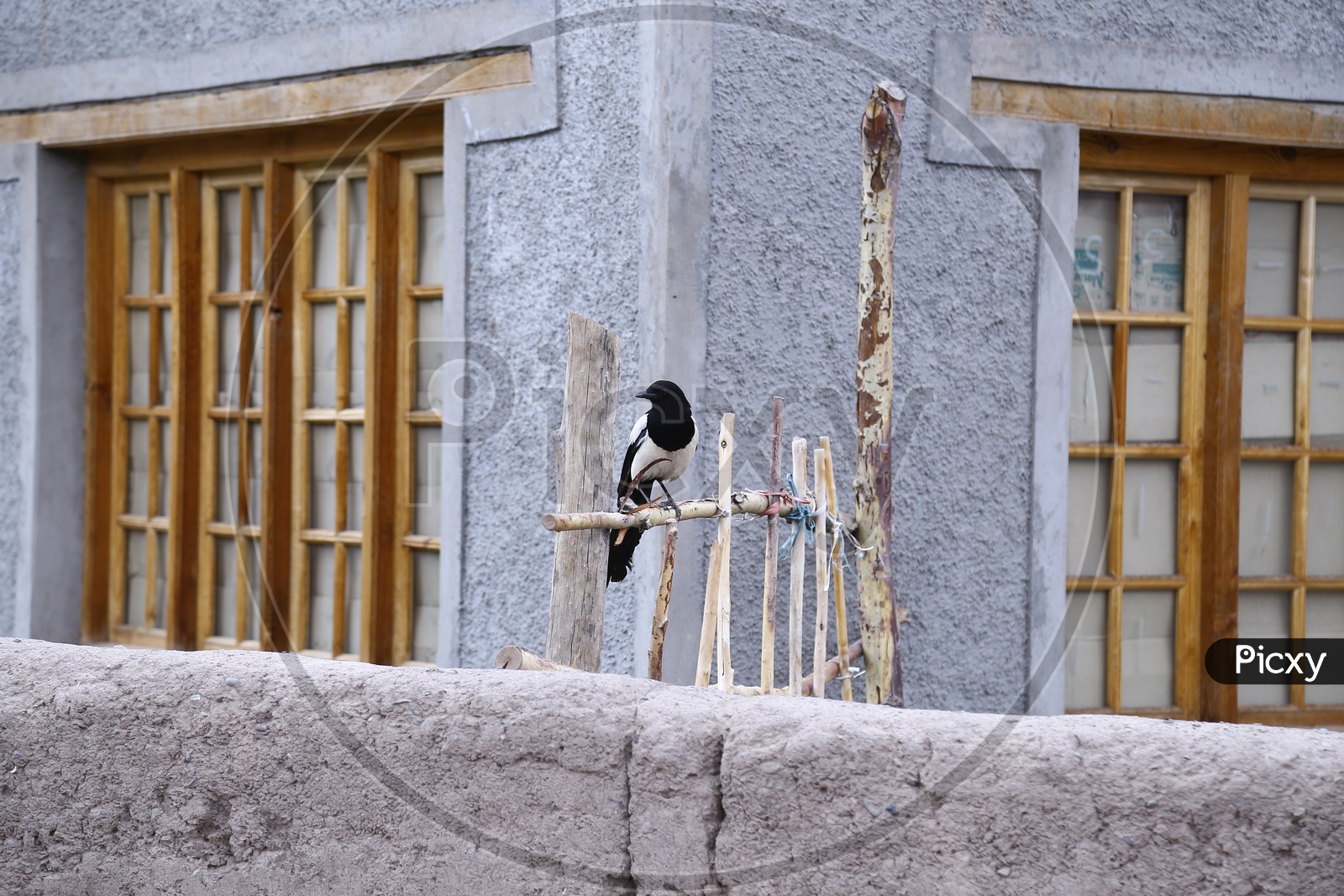 Black-billed magpie Bird