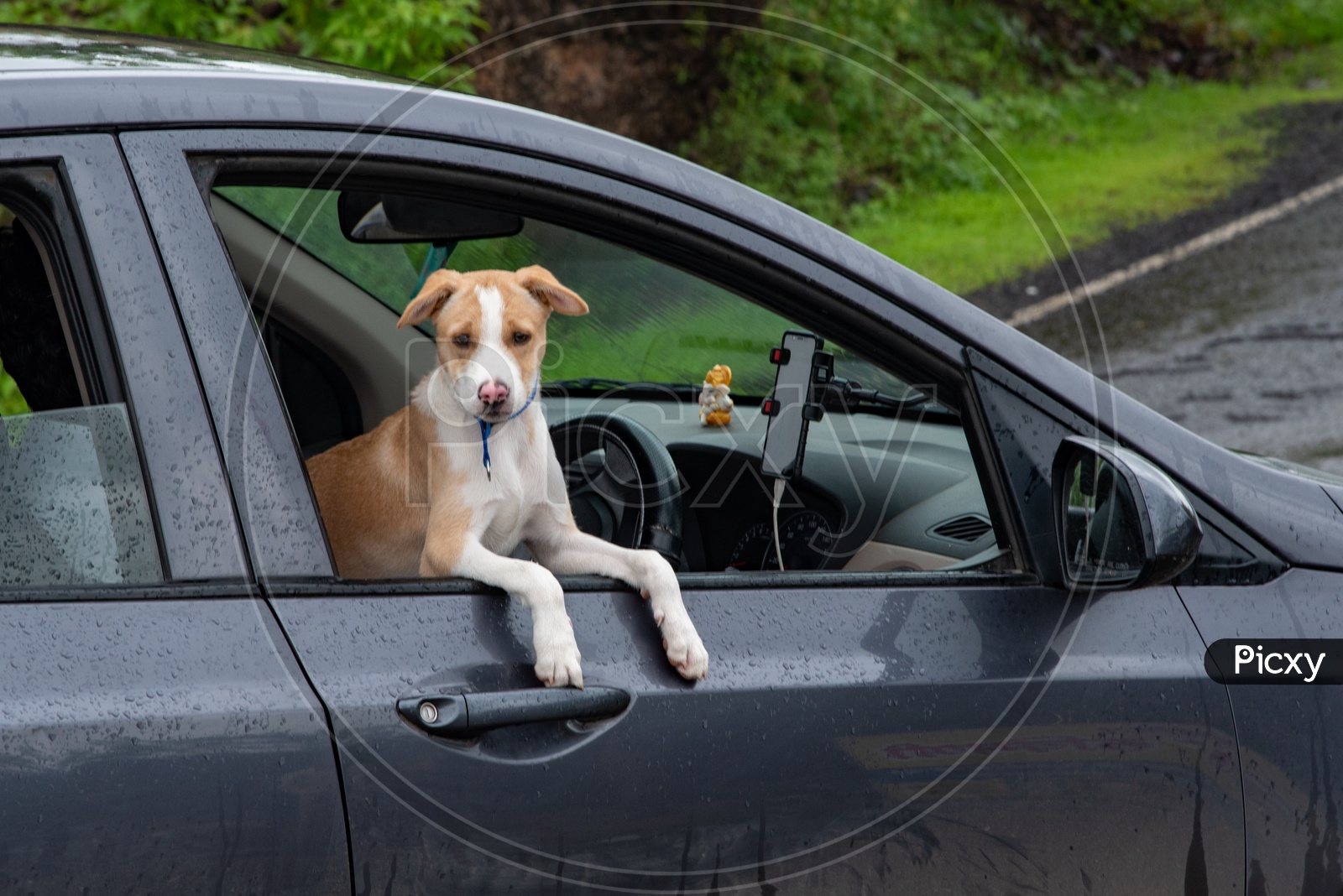 Puppy takes a ride to Sinhagad Fort