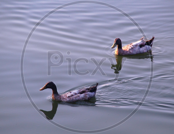 Pair of ducks