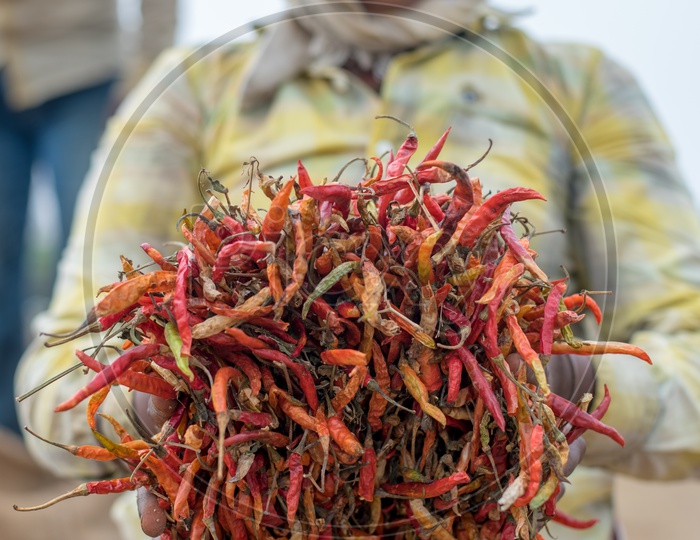 a woman collects chillies to fill up them in bags