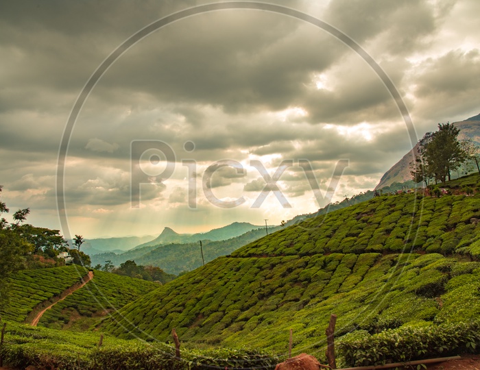 Munnar Hills, Tea Plantations,Kerala