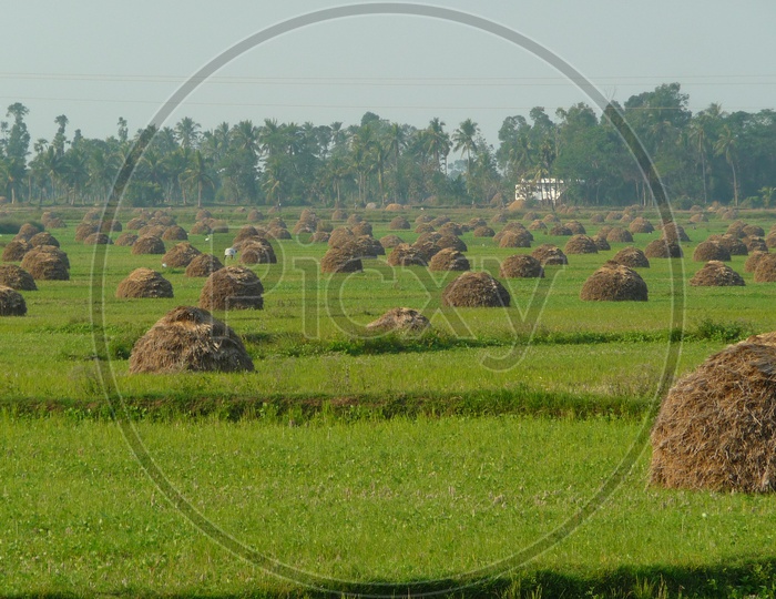 Hay in Agriculture Fields