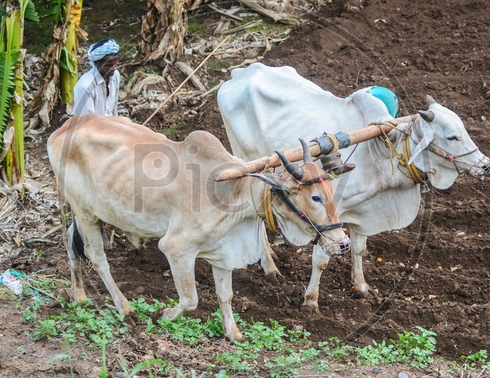 Ox plough