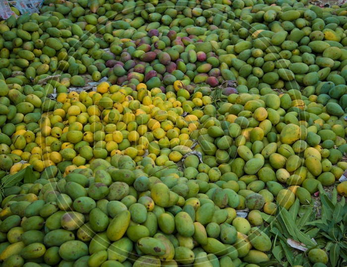 Variety of mangoes for sale