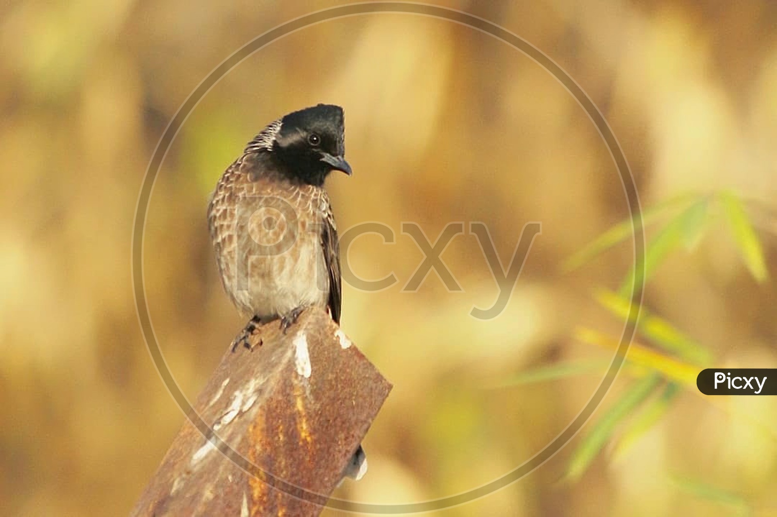 Golden hour - in Frame ( RED VENTED BUL BUL