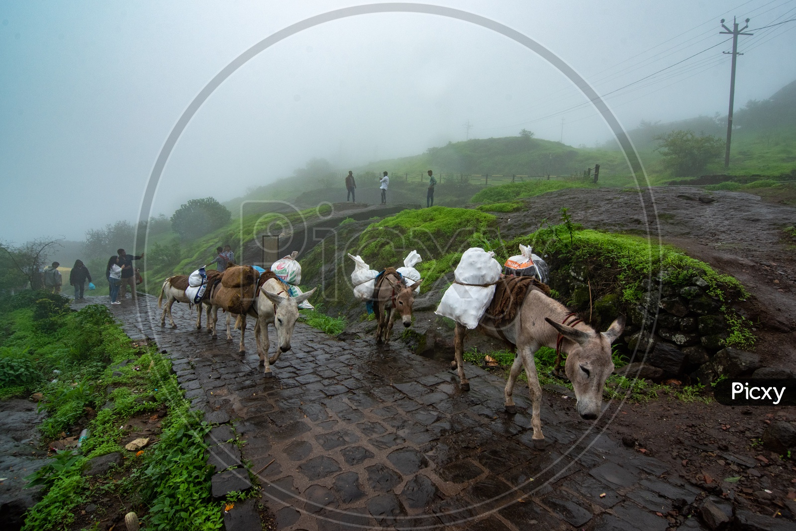 Donkeys used for transporting goods at Sinhagad Fort