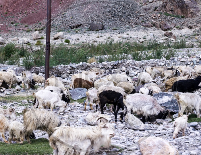 Sheeps, Leh to Manali Highway