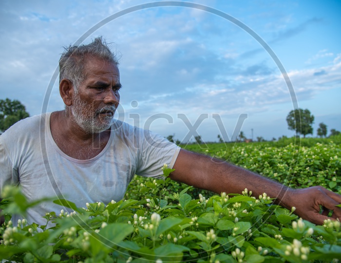A farmer plucking flowers from his jasmine Flower field in pedavadlapudi