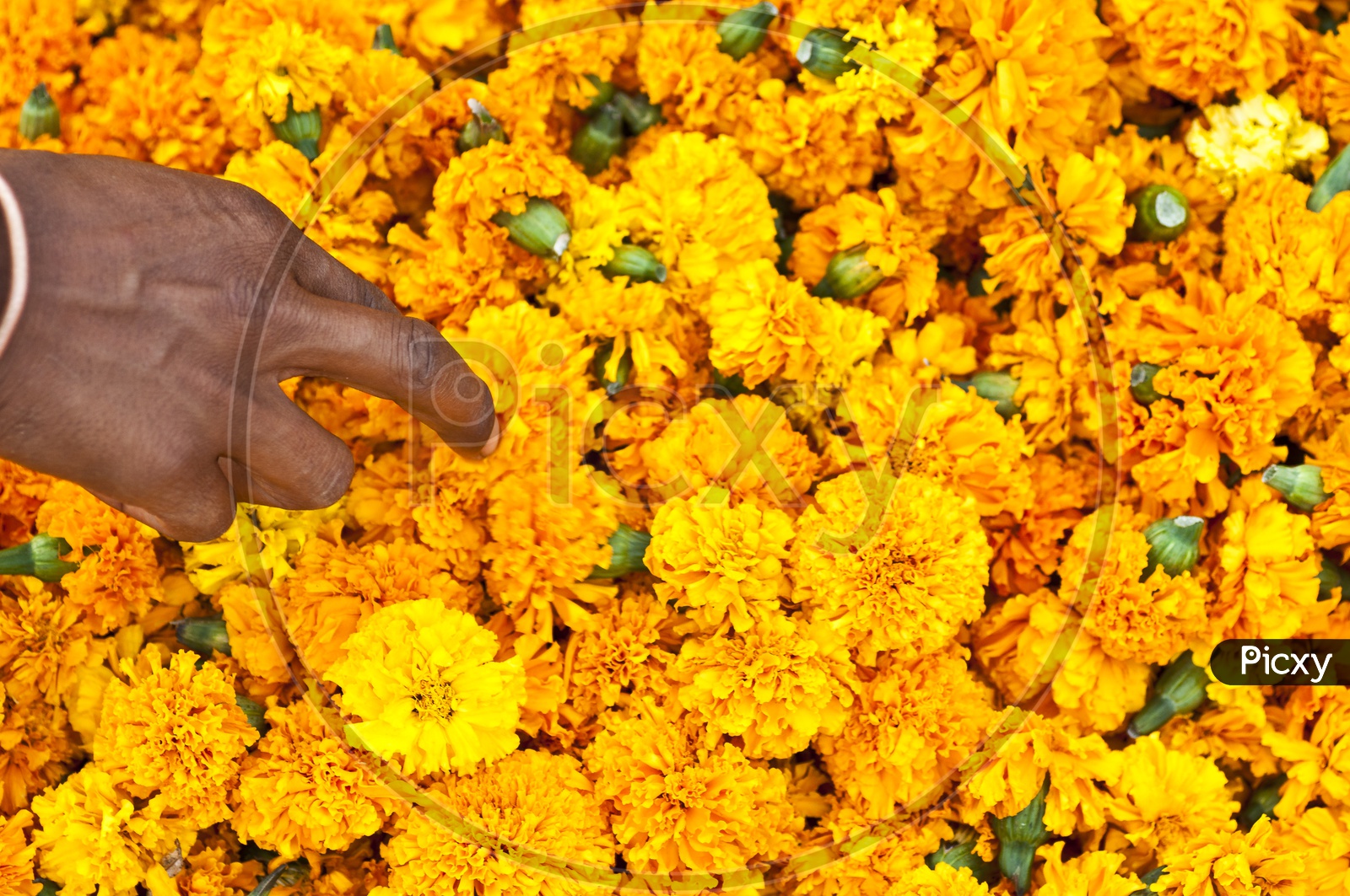 Marigold flowers at Gudimalkapur Flower Market