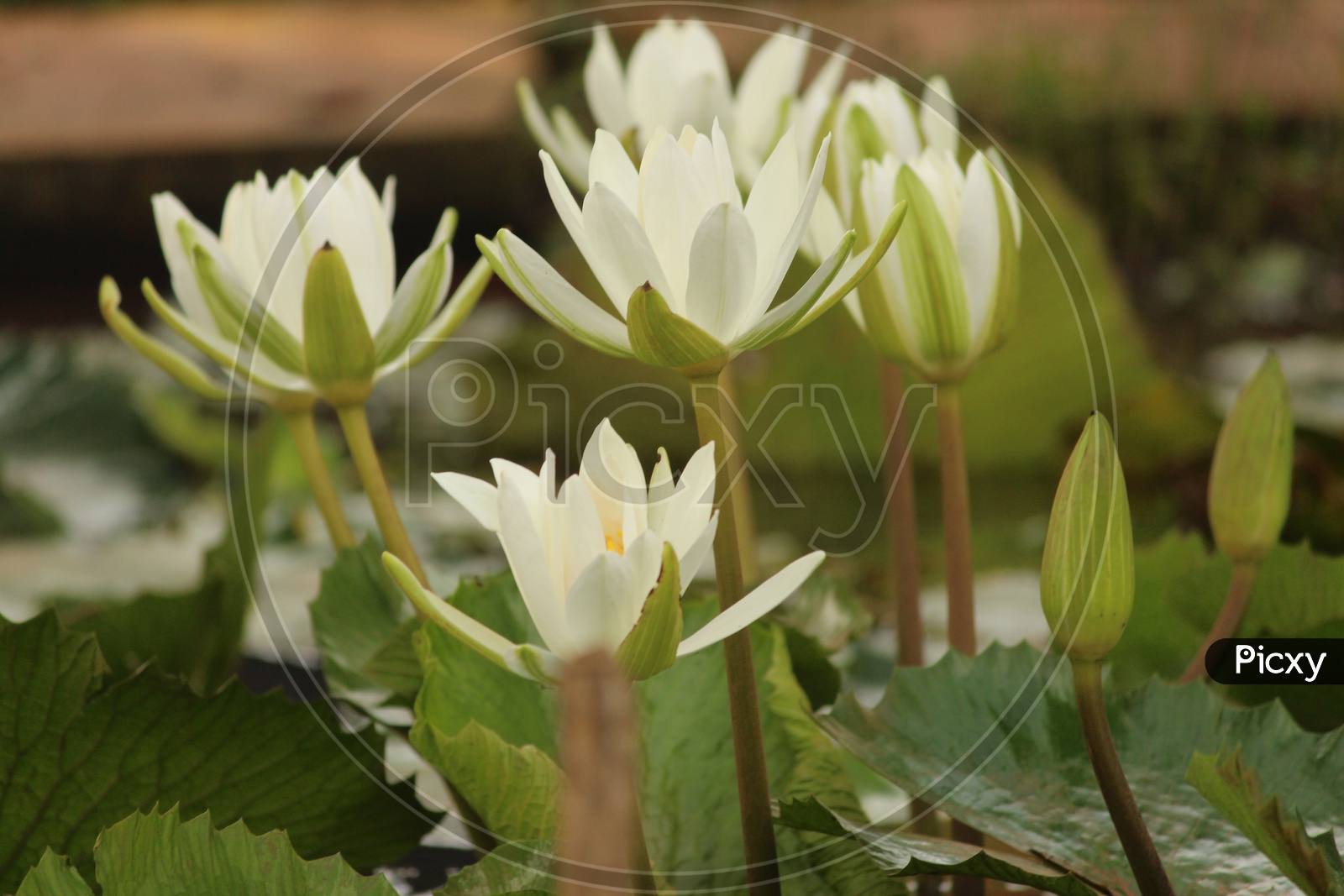 Group of Lotus flower