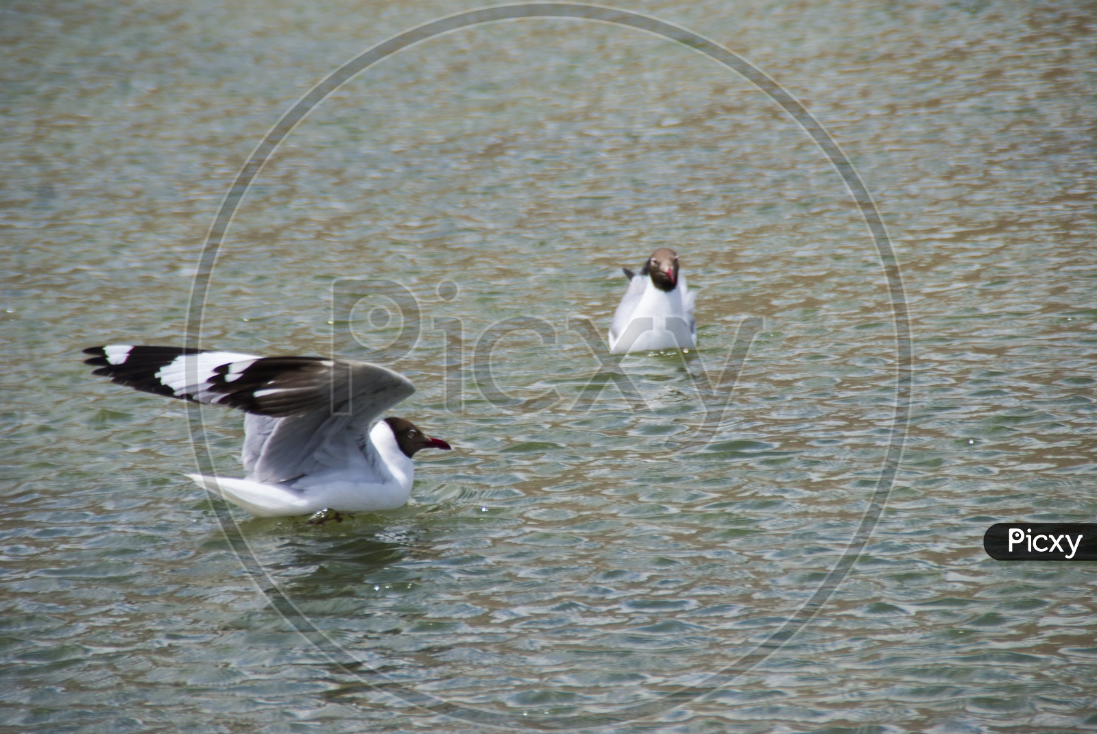 Birds in Pangong Lake