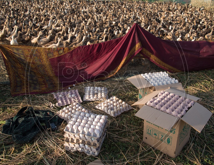 Duck eggs packed into boxes at a farm