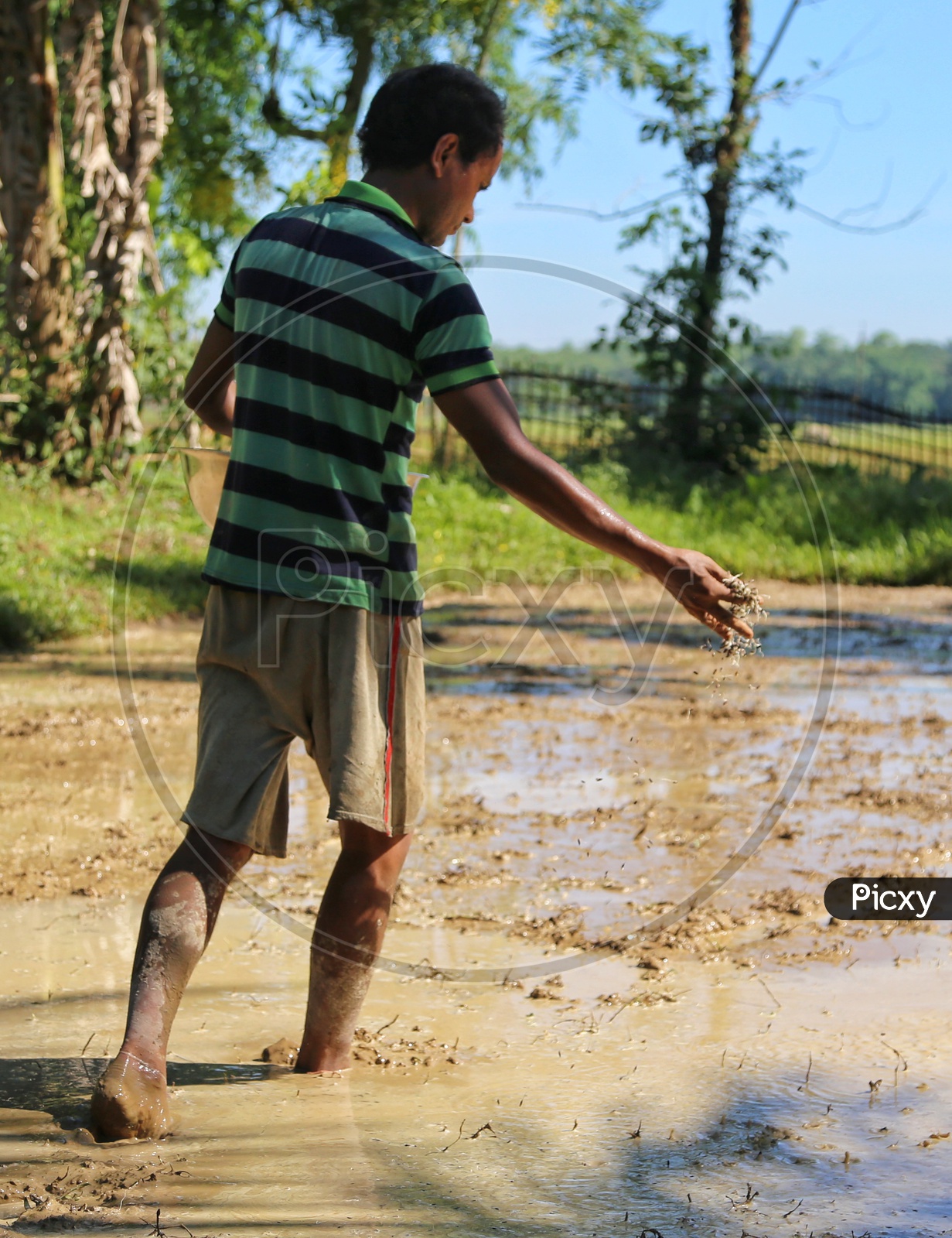 Wet dircect rice seeding.