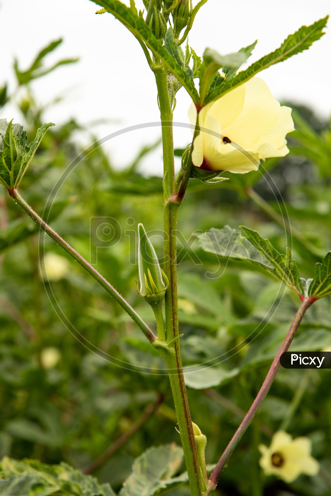 ladyfinger Plant (Bhindi, Ladyfinger, Bendakai, Okra)