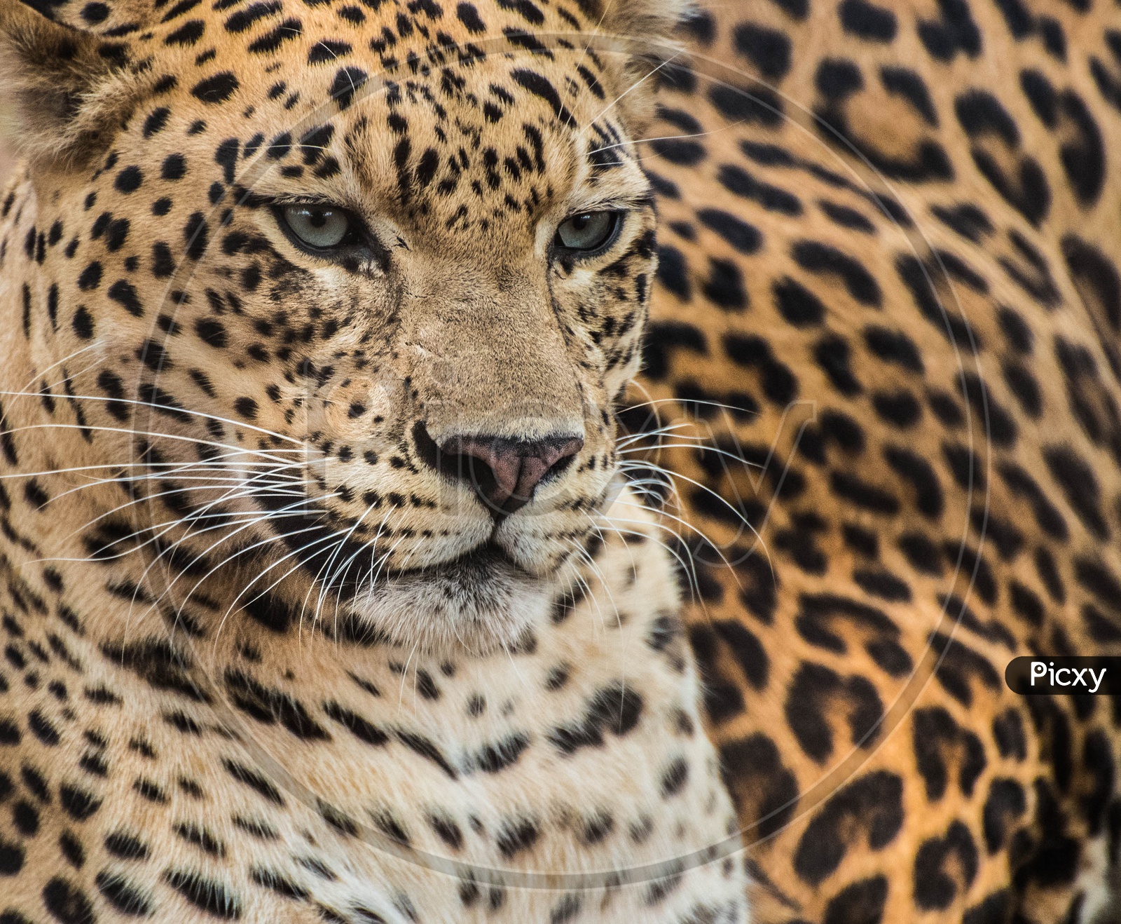 Portrait shot of a Leopard