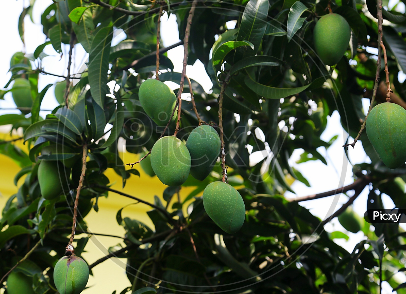 Green mangoes