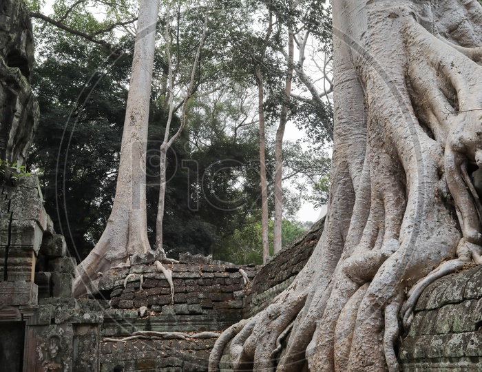 Tree, Ta Prohm
