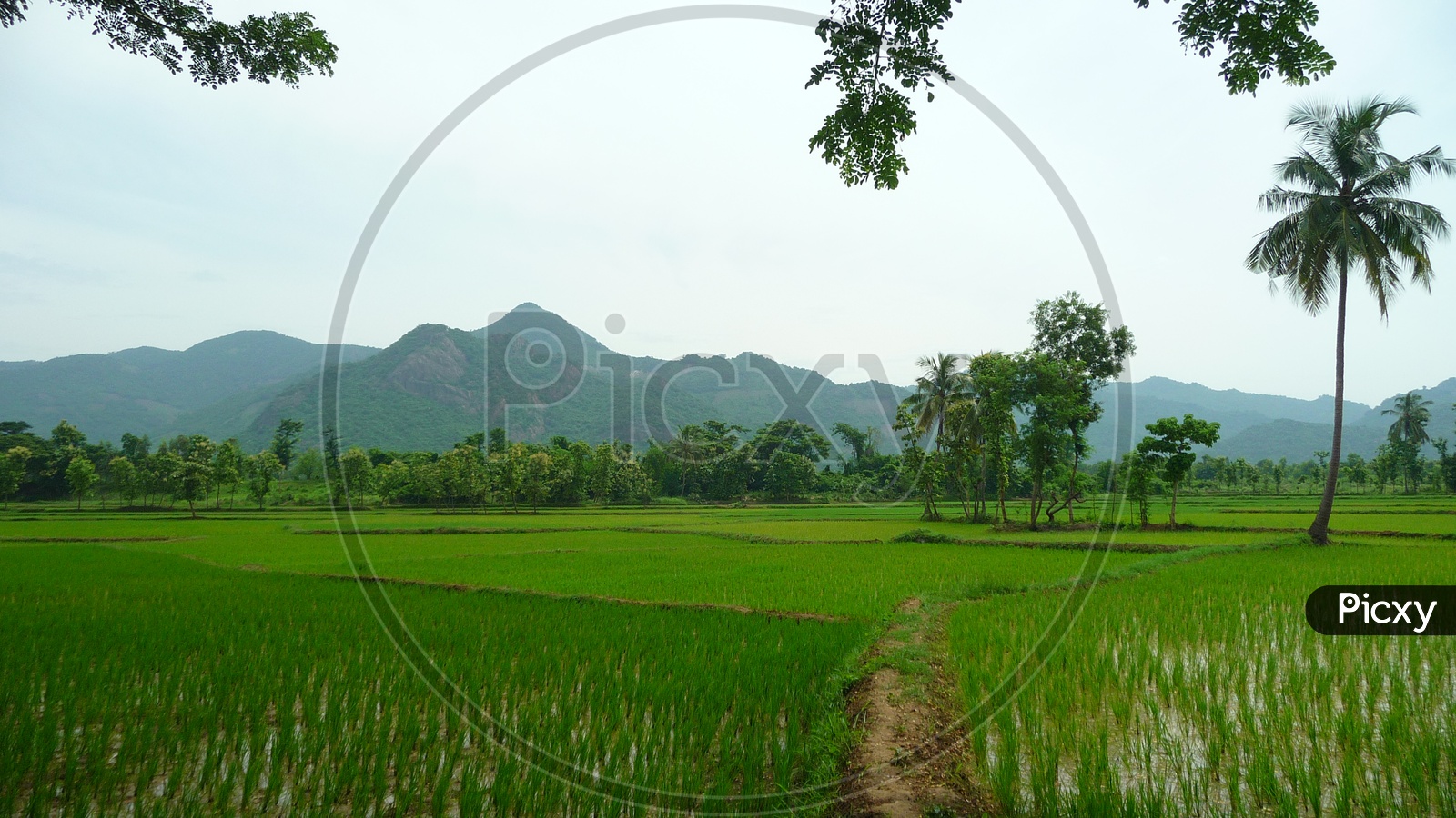 Lush Green Agriculture Fields near Mountains
