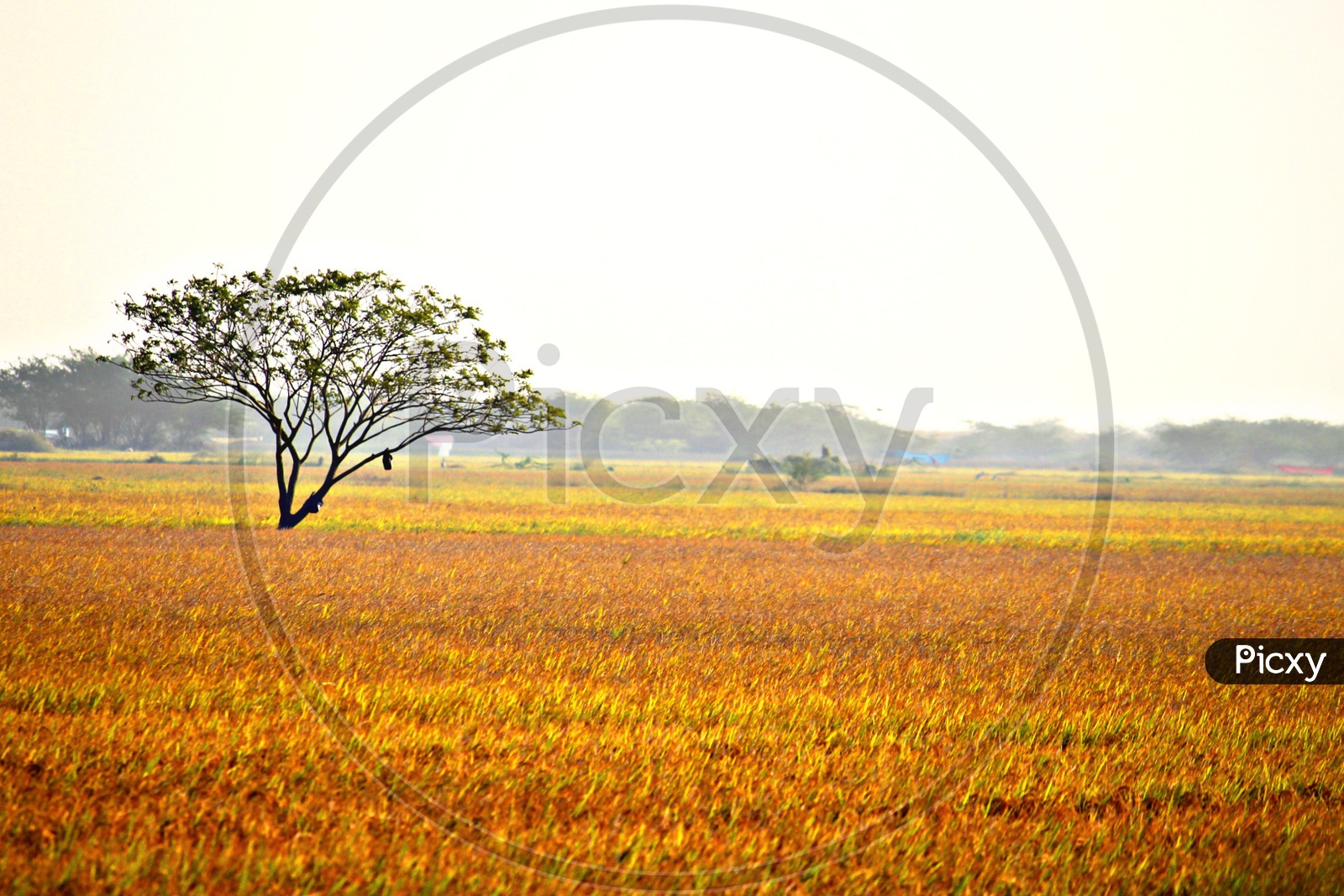 Harvested paddy fields