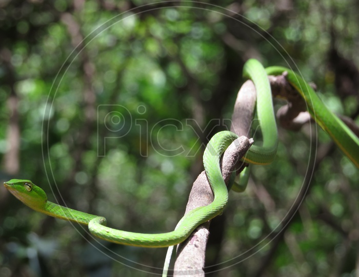 Green Vine snake