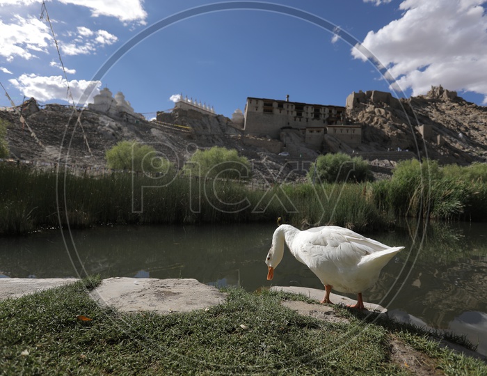 Duck at Thikse Monastery