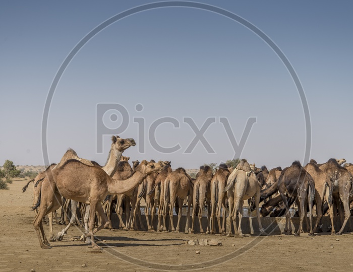 Camels in Sand Dunes at Khuri, Jaisalmer