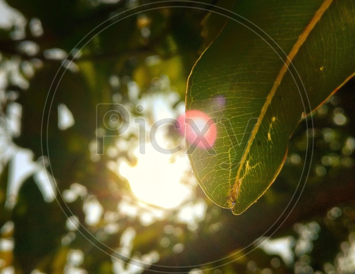 Flares through leaf
