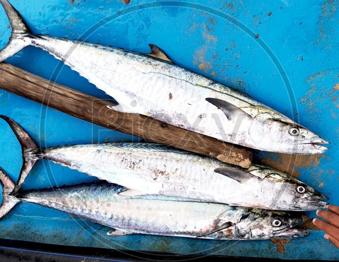 king mackerel fish in tamil