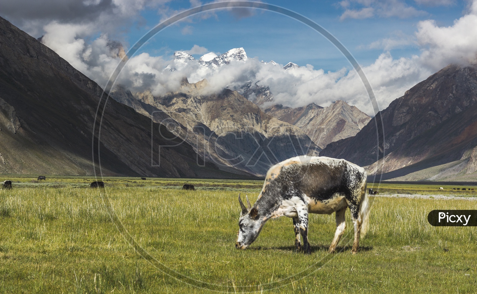 Grazing by Himalayas