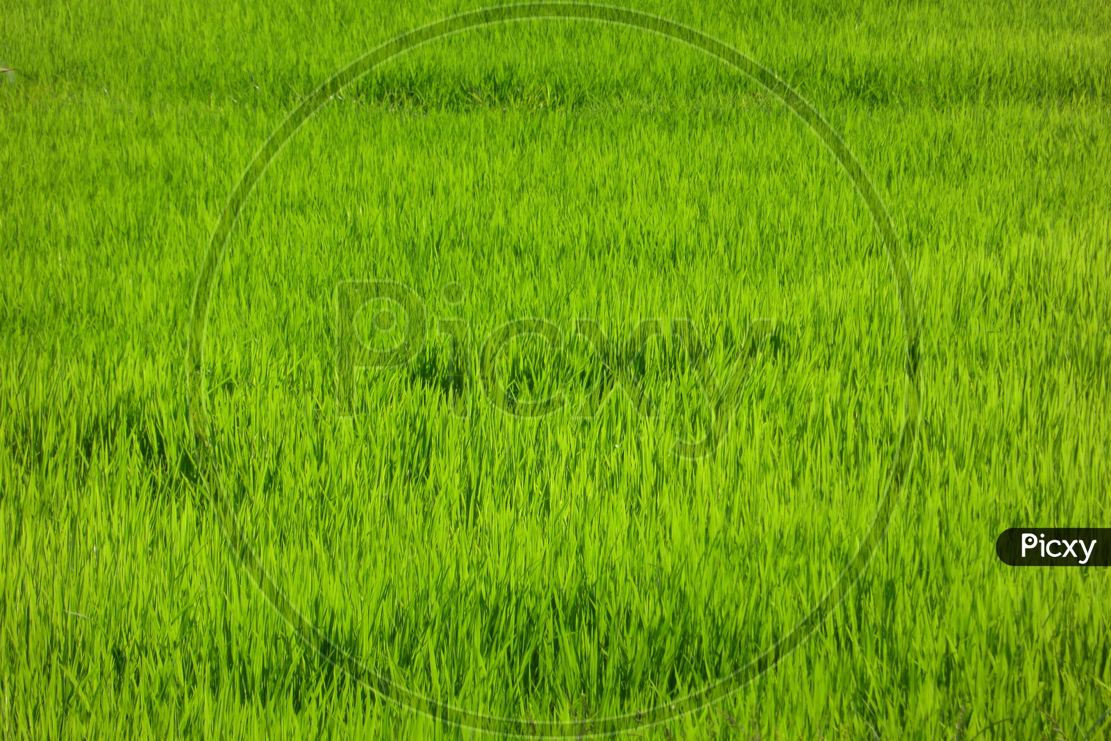 Lush Green Agriculture Fields
