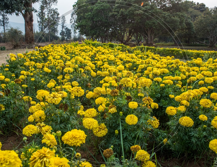 Marigold farms in botanical garden