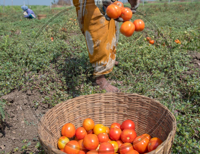 Collecting Tomatoes..