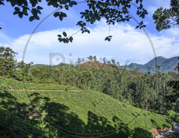 Coffee/Tea Plantations on the Western Ghats,Munnar