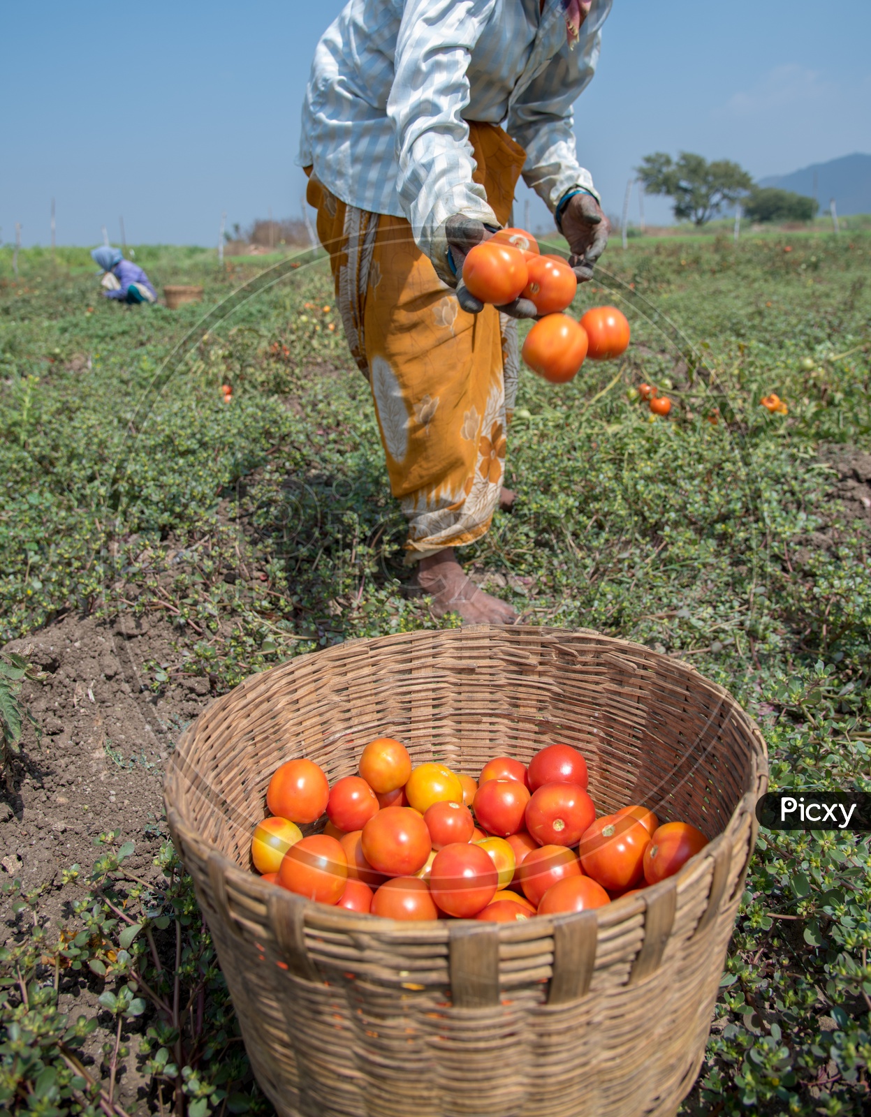 Collecting Tomatoes..