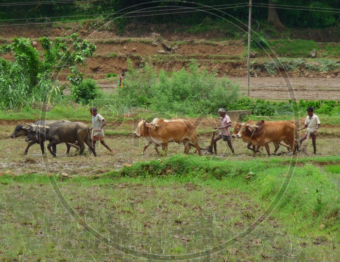 Ploughing with Bullock carts in Agriculture Field