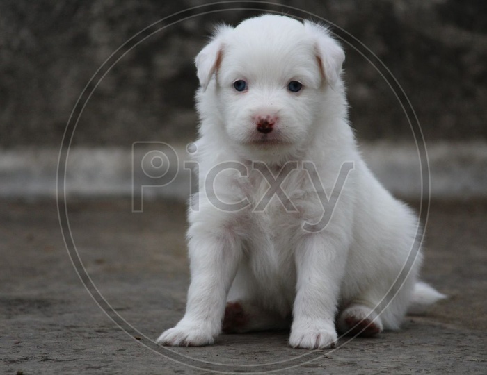 Blue Eyes White Pomeranian