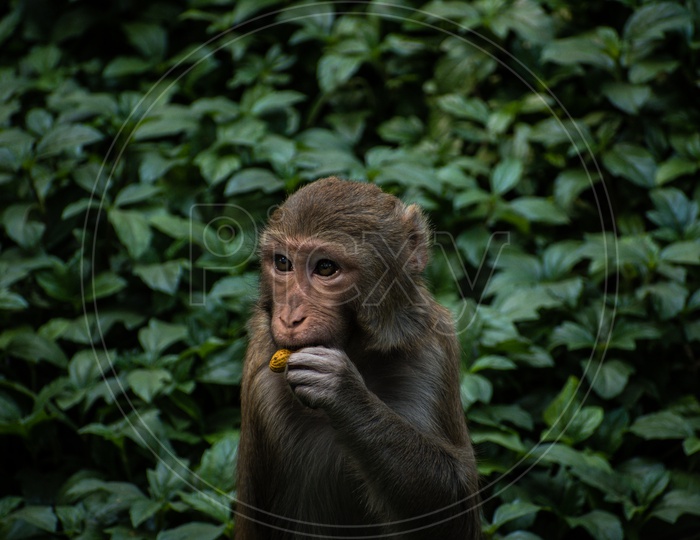 Minimal image of a monkey eating a peanut behind a very green background