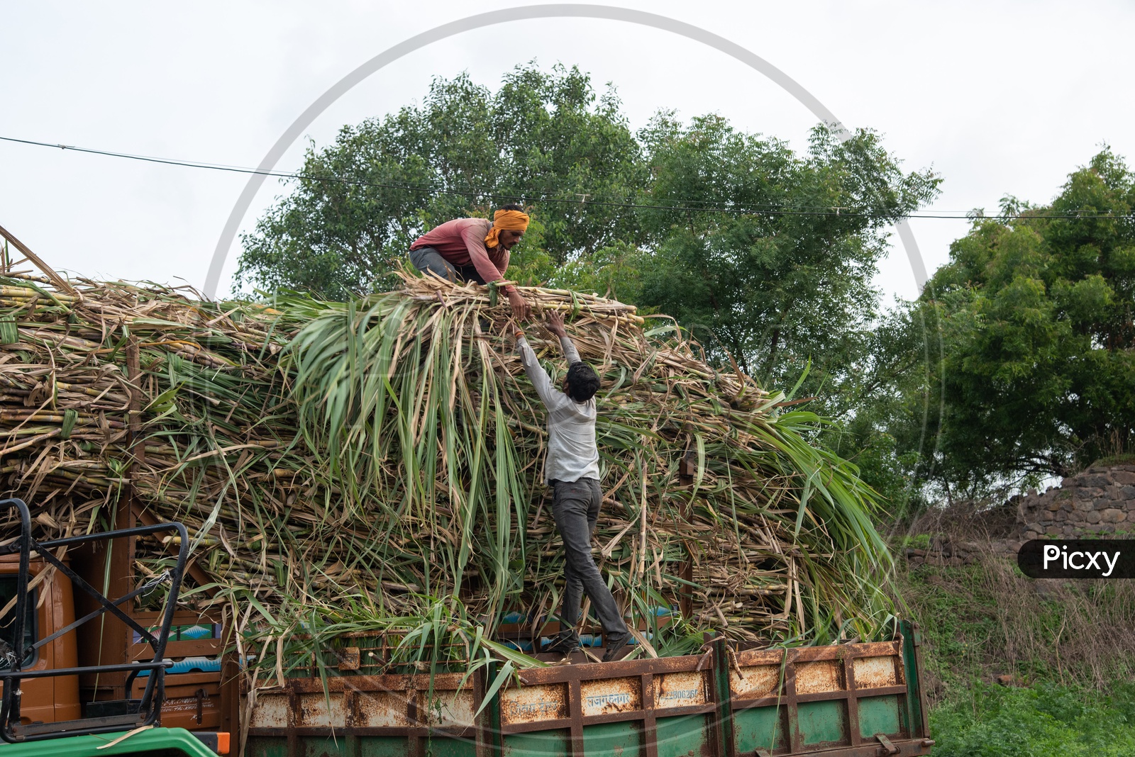 Farmers loading Sugarcane crop onto trucks