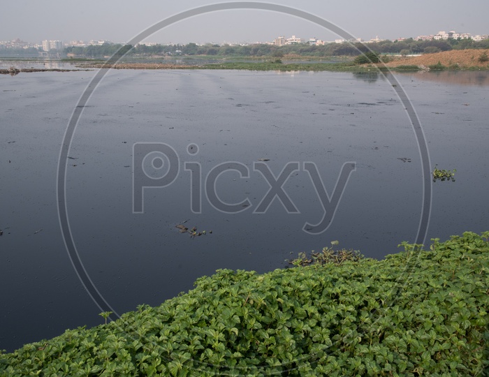 Deplorable scene of Hussain Sagar filled with debris and hyacinth plants