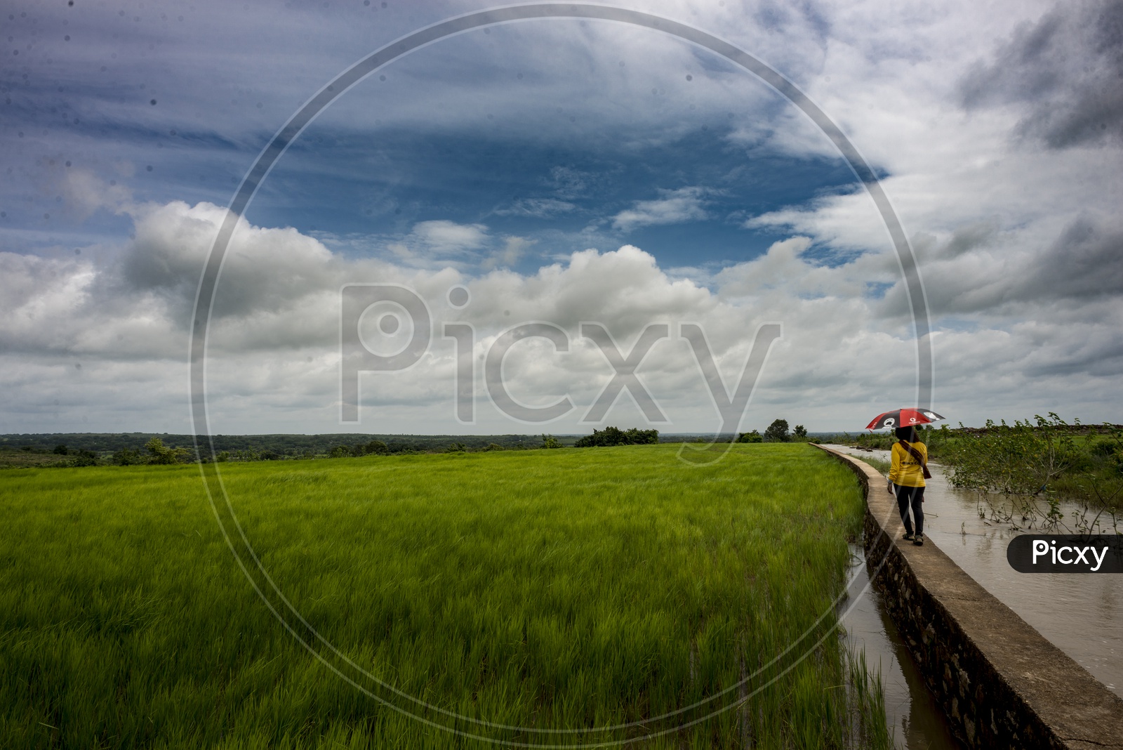 Woman Walking into Lush Green Paddy Fields