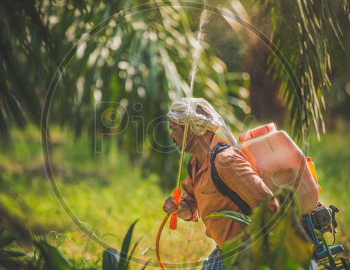 Spraying fertilizers at the palm plantation